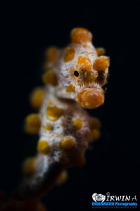 Y E L L O W 
Yellow Pygmy Seahorse (Hippocampus bargiban... by Irwin Ang 